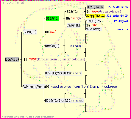 Pedigree of B67(JL) :
four generations presented