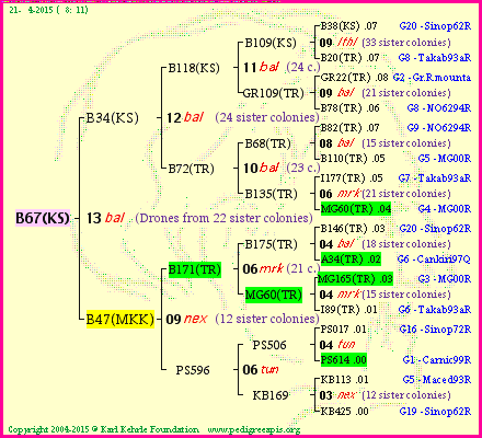 Pedigree of B67(KS) :
four generations presented