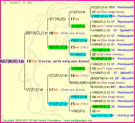 Pedigree of B67(NJO)1dr :
four generations presented
it's temporarily unavailable, sorry!