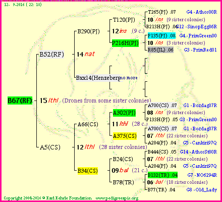 Pedigree of B67(RF) :
four generations presented