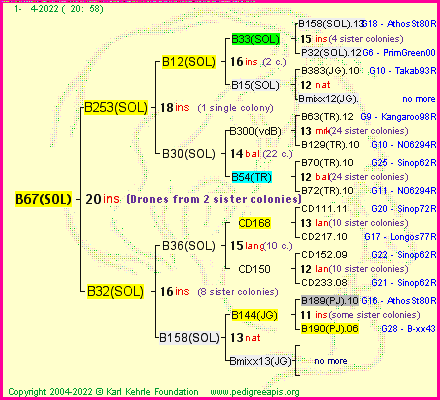 Pedigree of B67(SOL) :
four generations presented
it's temporarily unavailable, sorry!