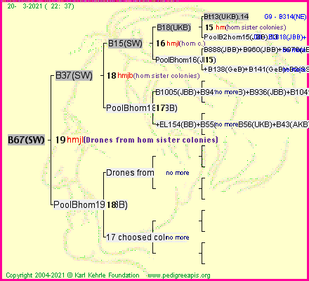 Pedigree of B67(SW) :
four generations presented
it's temporarily unavailable, sorry!