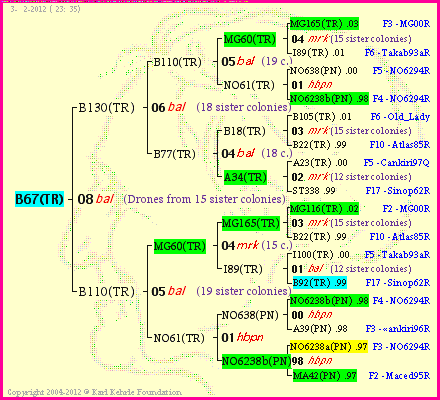 Pedigree of B67(TR) :
four generations presented