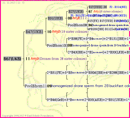 Pedigree of B67(UKB) :
four generations presented