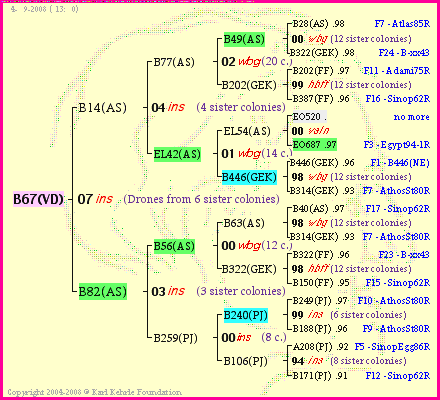 Pedigree of B67(VD) :
four generations presented