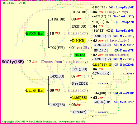 Pedigree of B671y(JBB) :
four generations presented