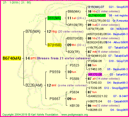 Pedigree of B674(MA) :
four generations presented<br />it's temporarily unavailable, sorry!