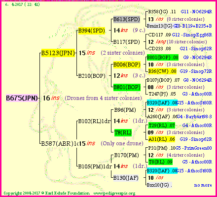 Pedigree of B675(JPN) :
four generations presented