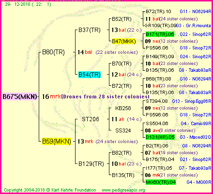 Pedigree of B675(MKN) :
four generations presented<br />it's temporarily unavailable, sorry!