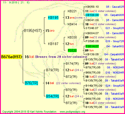 Pedigree of B676a(HST) :
four generations presented