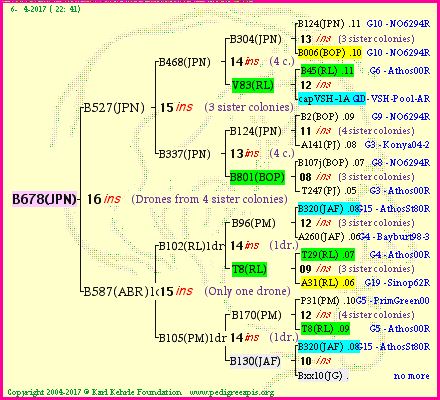 Pedigree of B678(JPN) :
four generations presented