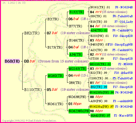 Pedigree of B68(TR) :
four generations presented