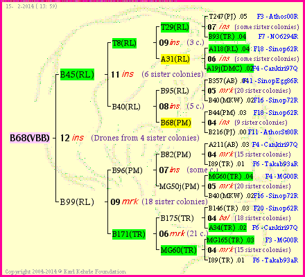 Pedigree of B68(VBB) :
four generations presented