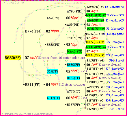 Pedigree of B680(FF) :
four generations presented