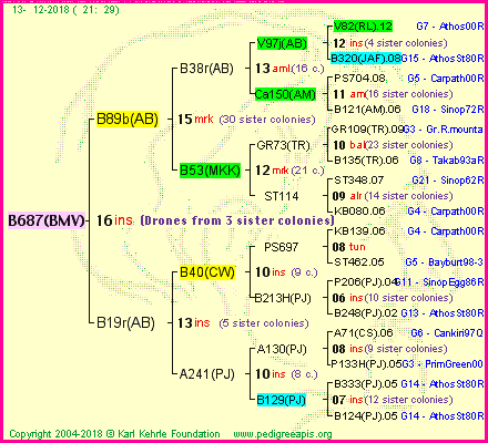 Pedigree of B687(BMV) :
four generations presented<br />it's temporarily unavailable, sorry!