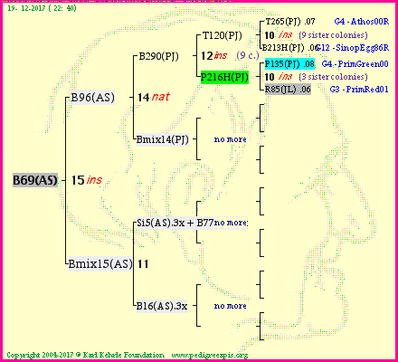 Pedigree of B69(AS) :
four generations presented