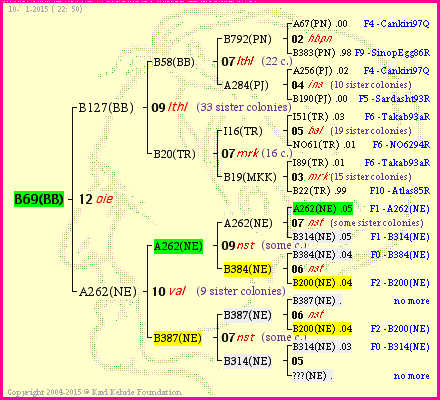 Pedigree of B69(BB) :
four generations presented