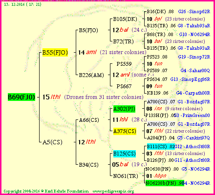 Pedigree of B69(FJO) :
four generations presented