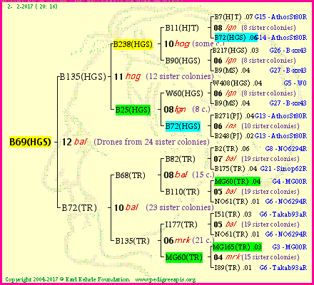 Pedigree of B69(HGS) :
four generations presented