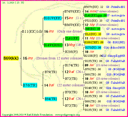 Pedigree of B69(KK) :
four generations presented