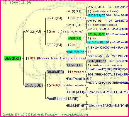 Pedigree of B69(KKI) :
four generations presented<br />it's temporarily unavailable, sorry!