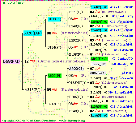 Pedigree of B69(PM) :
four generations presented