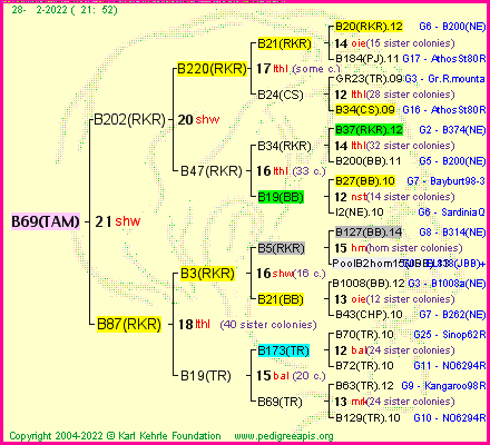 Pedigree of B69(TAM) :
four generations presented
it's temporarily unavailable, sorry!