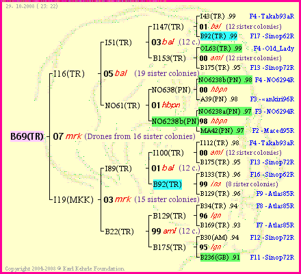 Pedigree of B69(TR) :
four generations presented