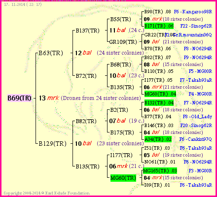 Pedigree of B69(TR) :
four generations presented
it's temporarily unavailable, sorry!