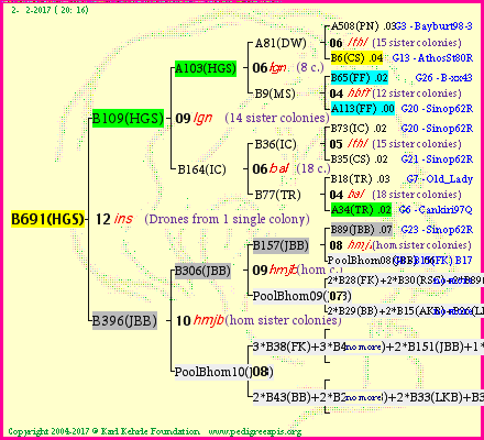 Pedigree of B691(HGS) :
four generations presented