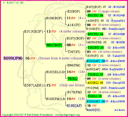 Pedigree of B699(JPN) :
four generations presented