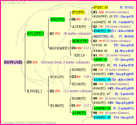 Pedigree of B69V(AB) :
four generations presented