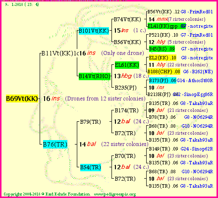 Pedigree of B69Vt(KK) :
four generations presented