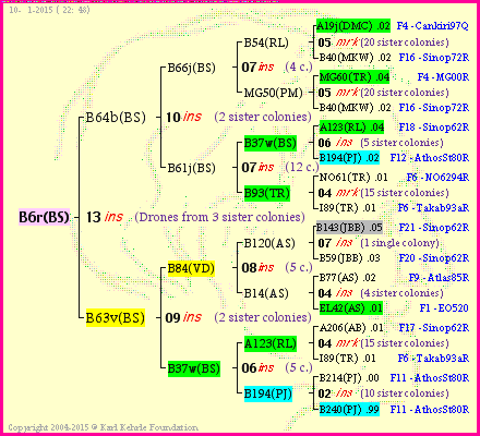 Pedigree of B6r(BS) :
four generations presented