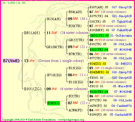 Pedigree of B7(AME) :
four generations presented