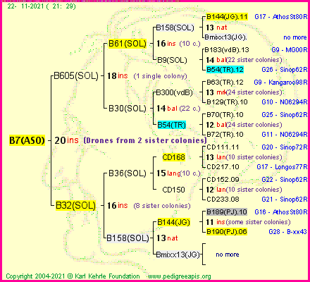 Pedigree of B7(ASO) :
four generations presented
it's temporarily unavailable, sorry!