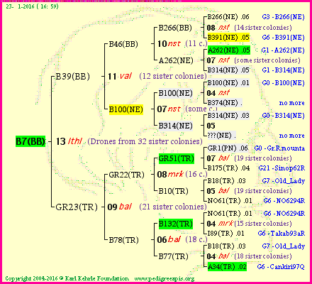 Pedigree of B7(BB) :
four generations presented