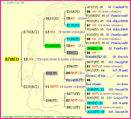 Pedigree of B7(BCI) :
four generations presented