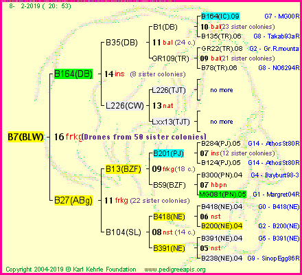 Pedigree of B7(BLW) :
four generations presented<br />it's temporarily unavailable, sorry!