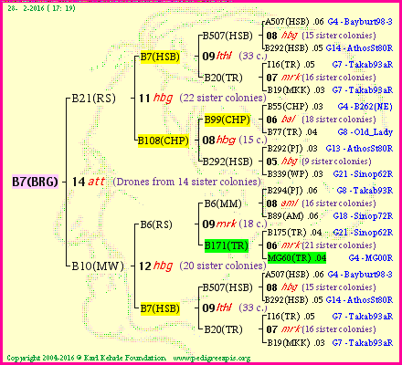 Pedigree of B7(BRG) :
four generations presented