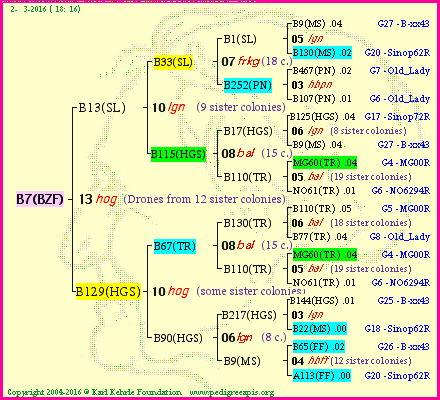 Pedigree of B7(BZF) :
four generations presented