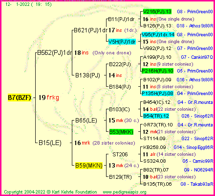 Pedigree of B7(BZF) :
four generations presented
it's temporarily unavailable, sorry!