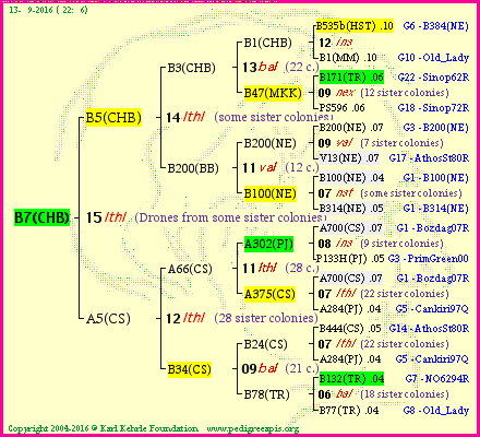 Pedigree of B7(CHB) :
four generations presented