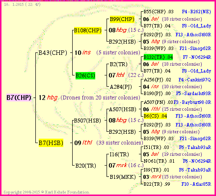 Pedigree of B7(CHP) :
four generations presented