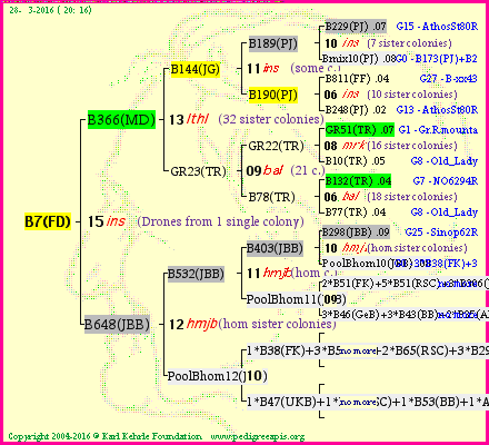 Pedigree of B7(FD) :
four generations presented