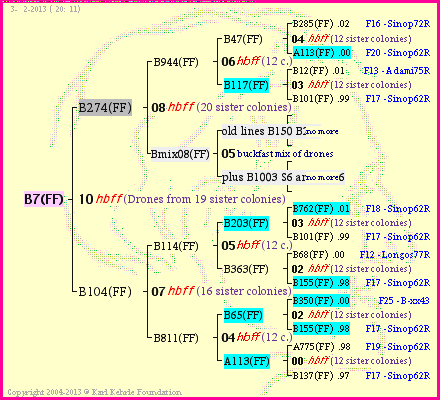 Pedigree of B7(FF) :
four generations presented