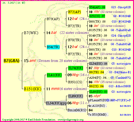 Pedigree of B7(GRA) :
four generations presented
it's temporarily unavailable, sorry!