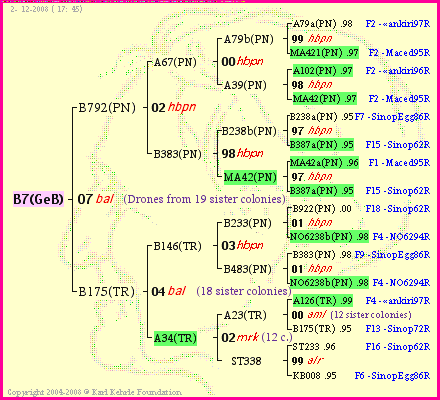 Pedigree of B7(GeB) :
four generations presented