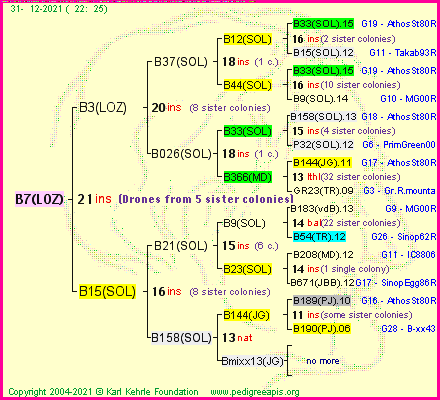 Pedigree of B7(LOZ) :
four generations presented
it's temporarily unavailable, sorry!