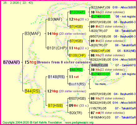 Pedigree of B7(MAF) :
four generations presented<br />it's temporarily unavailable, sorry!